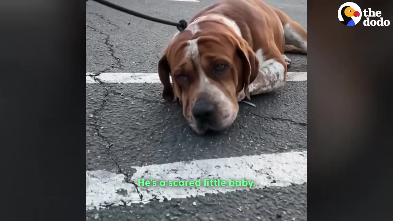 A brown and white dog lies flat on the asphalt of a parking lot while on a leash, looking up with sad, wide eyes.