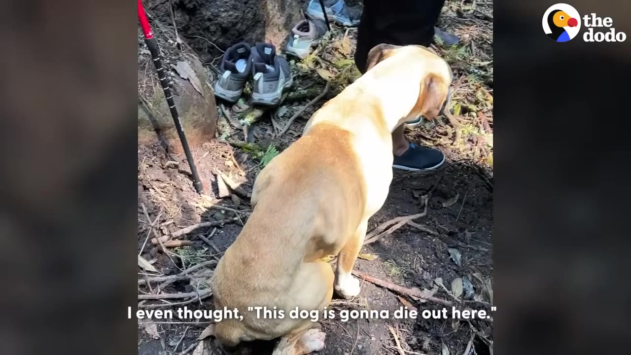A thin, light-brown dog sits on the dirt ground in a wooded area, looking weak with its ribs slightly visible.