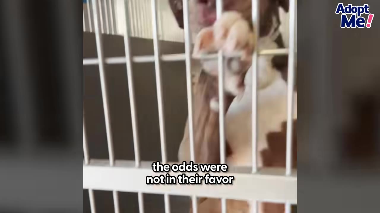 A dog behind metal kennel bars with its paw resting on the gate, with the caption 'the odds were not in their favor'.