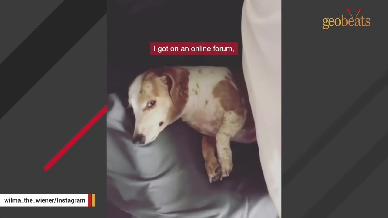 A brown and white dachshund lying on a grey cushion next to a white pillow, with text overlay reading 'I got on an online forum,'.