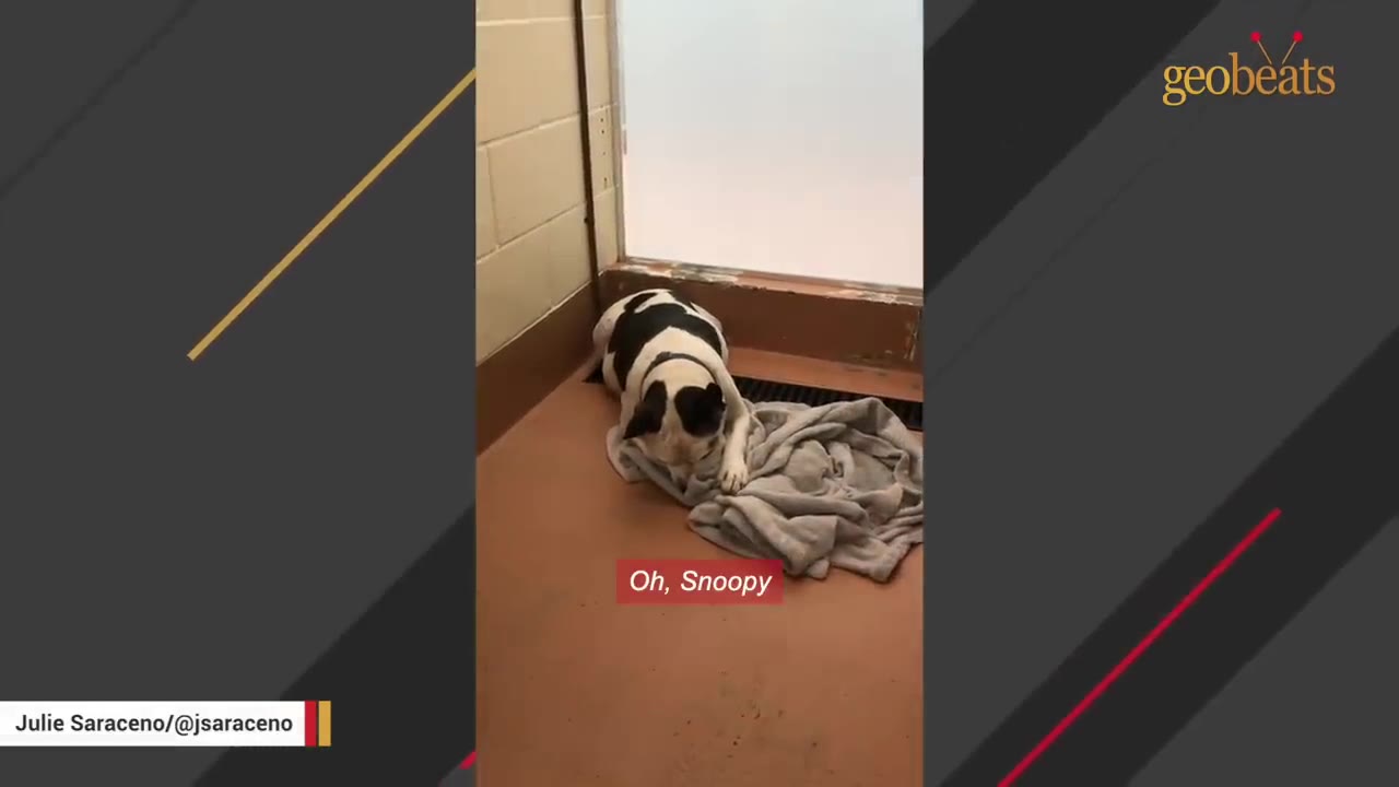 A black and white dog lies on the floor of a shelter kennel, holding and nuzzling a grey blanket.
