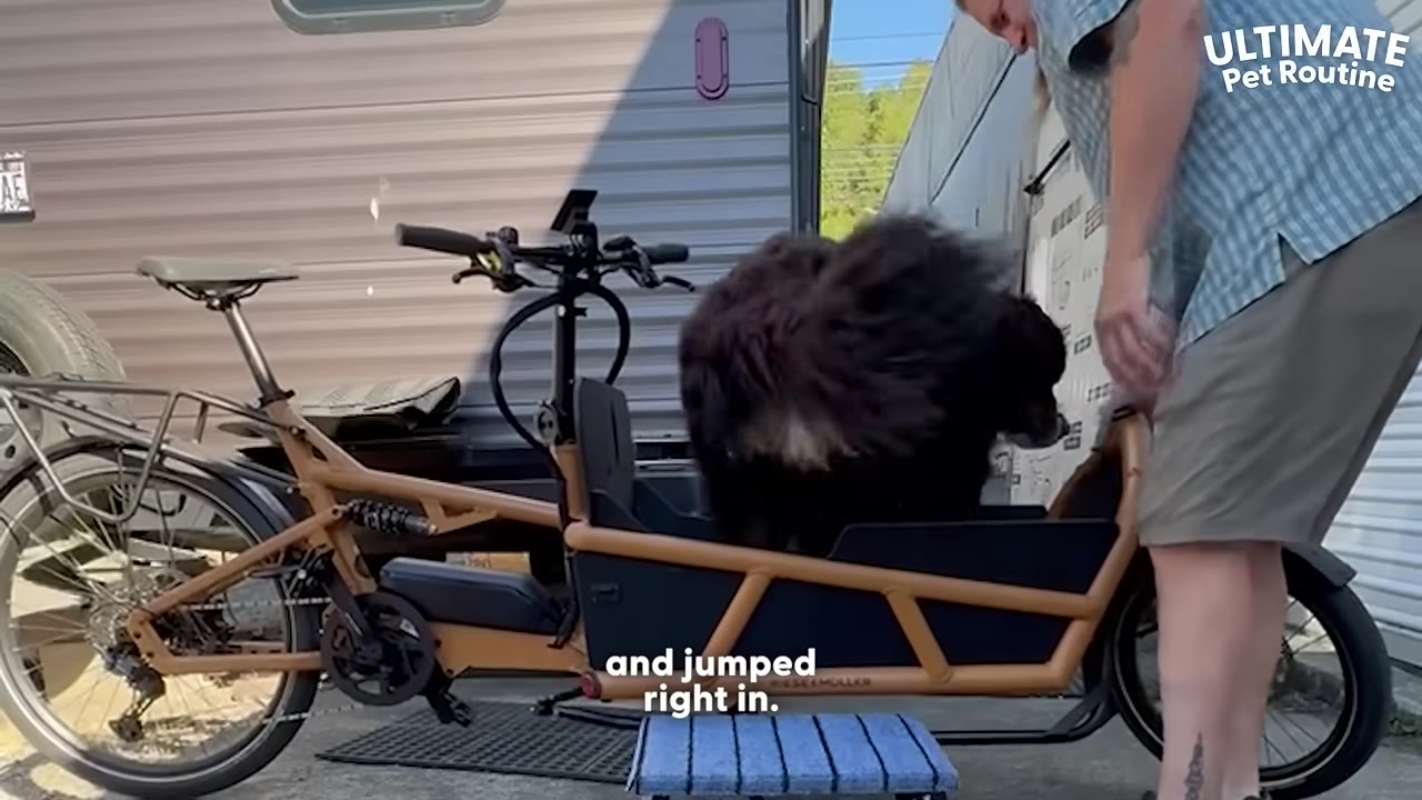 A man stands next to a brown cargo bicycle as a large fluffy dog jumps into the front cargo bucket.