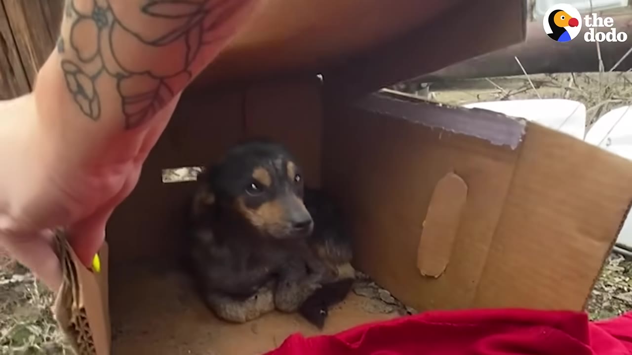 A small black and tan dog huddled in the corner of a cardboard box as a hand lifts the lid.