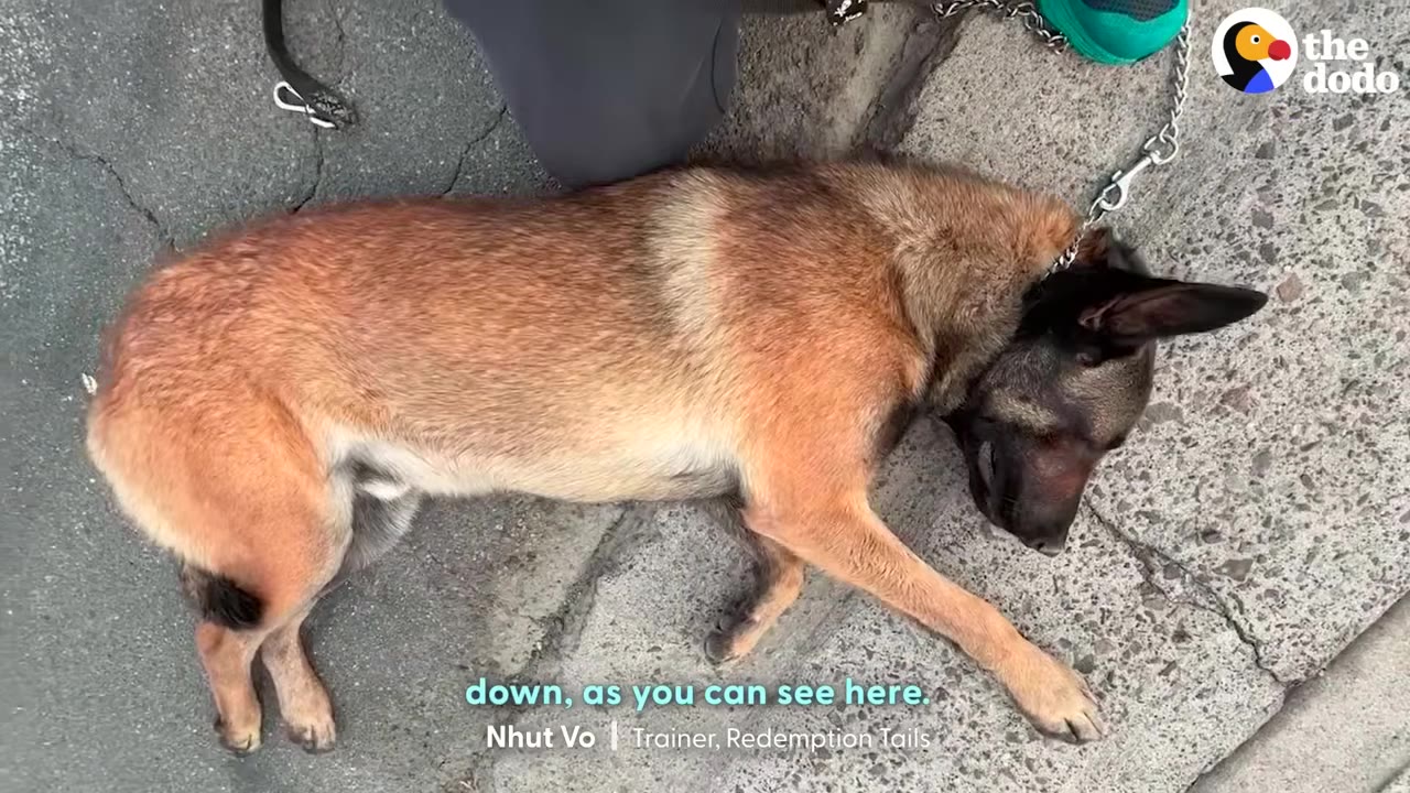 A Belgian Malinois dog lies flat on the concrete pavement, appearing shut down and frozen in fear while on a leash.
