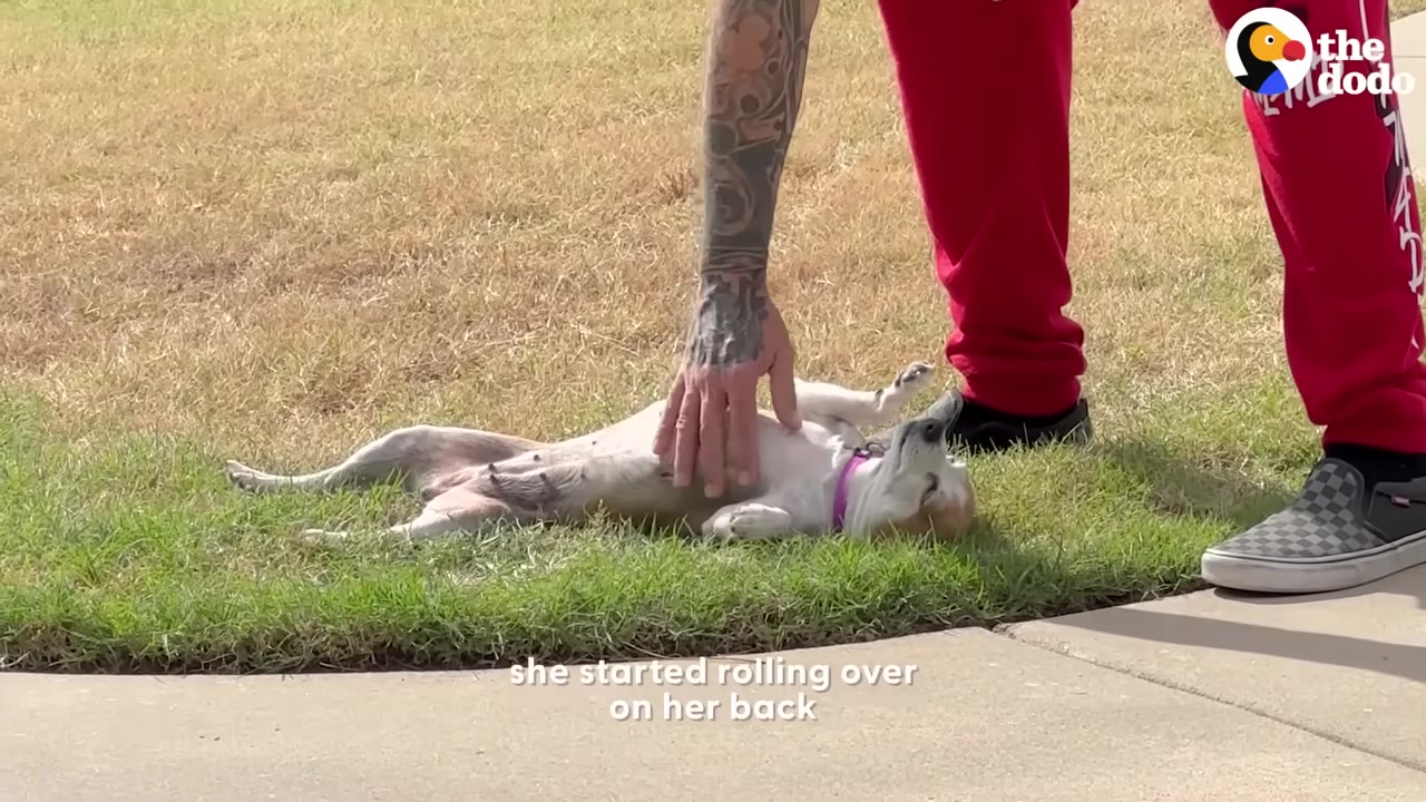 A small tan and white dog lies on its back on a patch of green grass next to a concrete sidewalk, receiving a belly rub from a person with a tattooed arm wearing red pants.