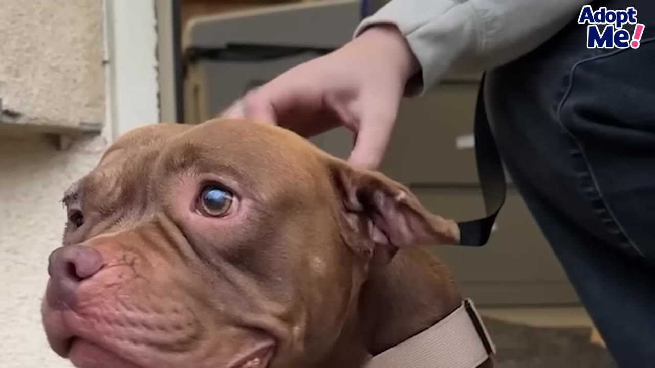 A close-up of a brown and white dog looking up with soft, gentle eyes as a person's hand gently pets her head.