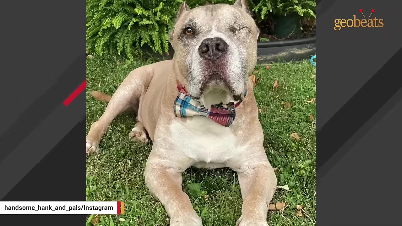 A tan and white one-eyed pit bull wearing a plaid bow tie lies on the grass.