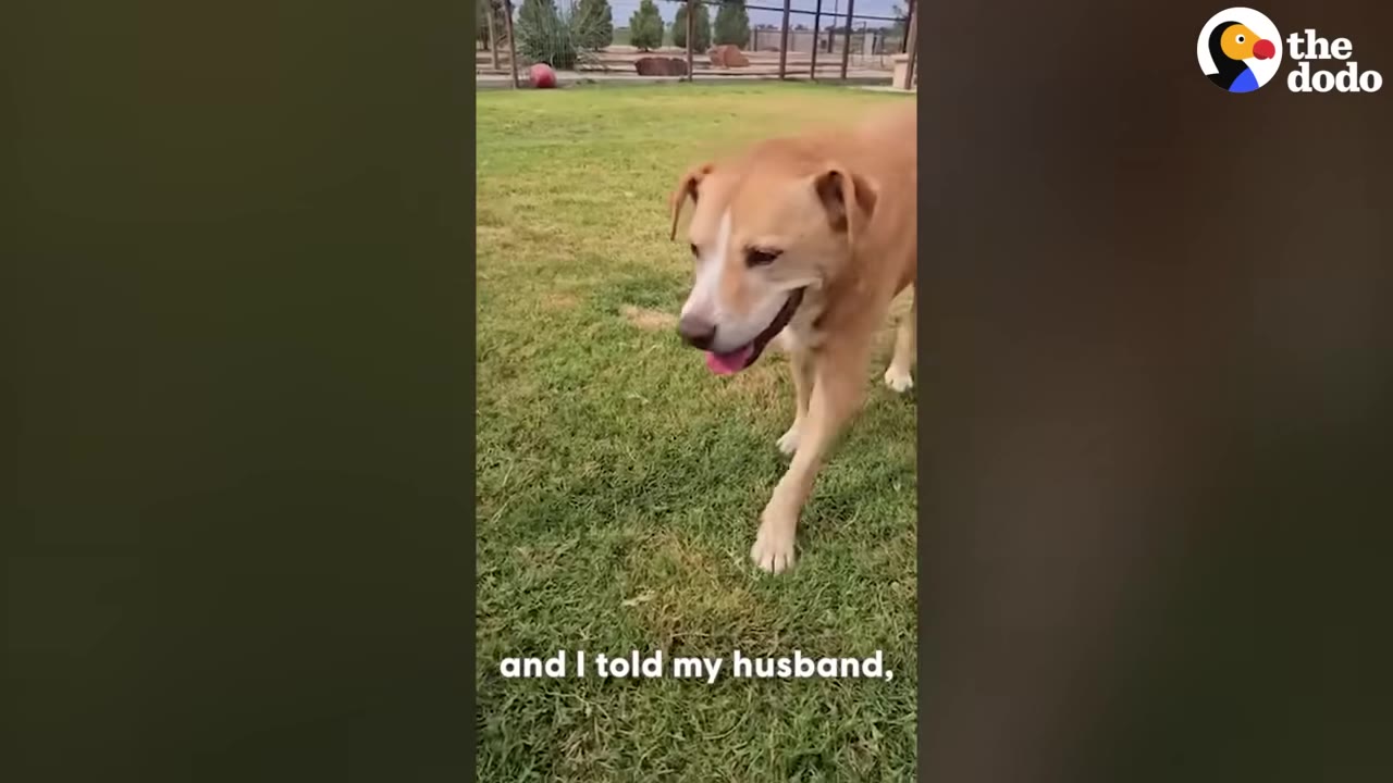 A tan and white dog walks on a grassy lawn.