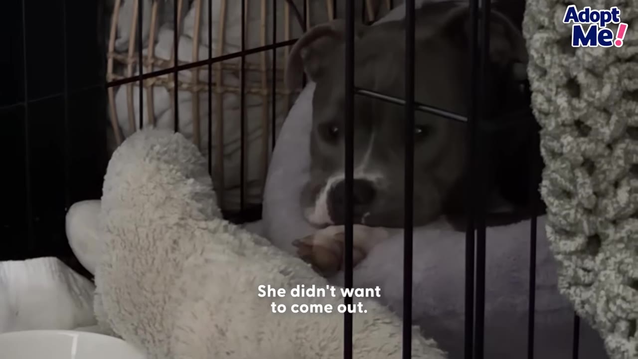 A grey and white dog lies inside a wire crate, resting its head on a plush bed and looking out through the bars.
