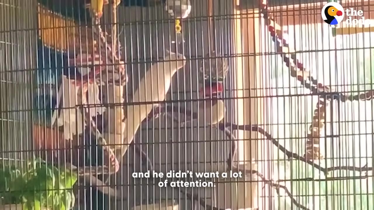 A white cockatiel stands inside a large wire cage filled with toys, looking away from the camera.
