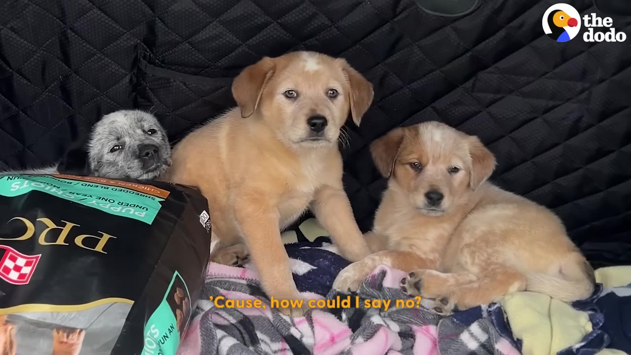 Three adorable puppies, two light brown and one speckled grey, sit in the back of a car on blankets next to a bag of dog food, with the subtitle 'Cause, how could I say no?'.