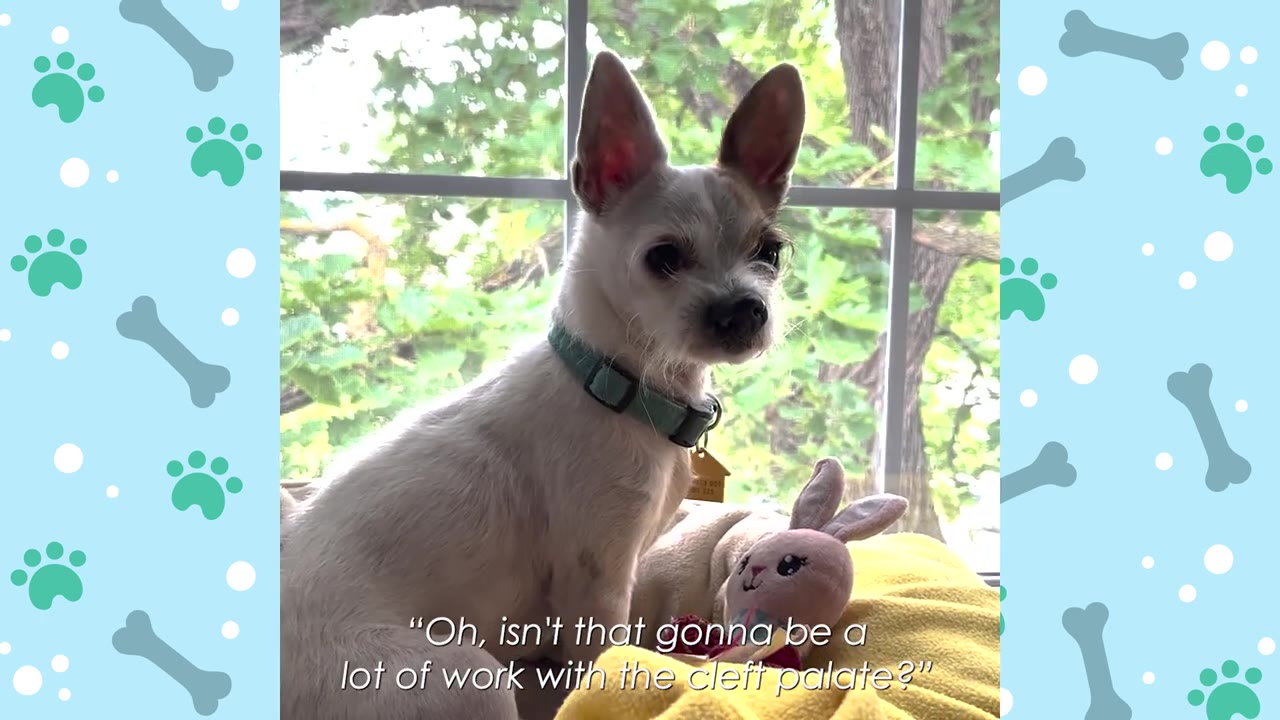 A small white dog with large ears and a green collar sits by a window next to a pink stuffed bunny, with text on screen reading, "Oh, isn't that gonna be a lot of work with the cleft palate?"