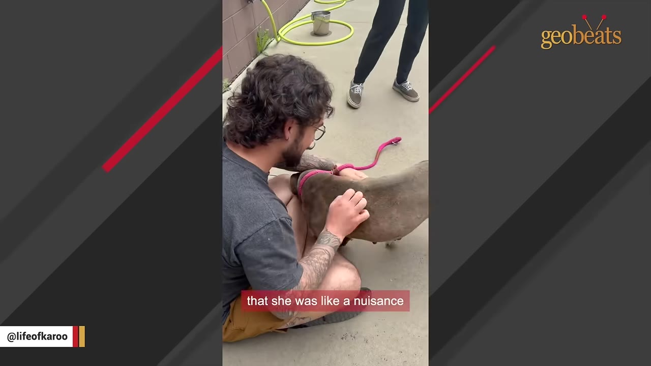 A man with curly hair and glasses sits on the ground, gently petting a grey dog wearing a pink leash.
