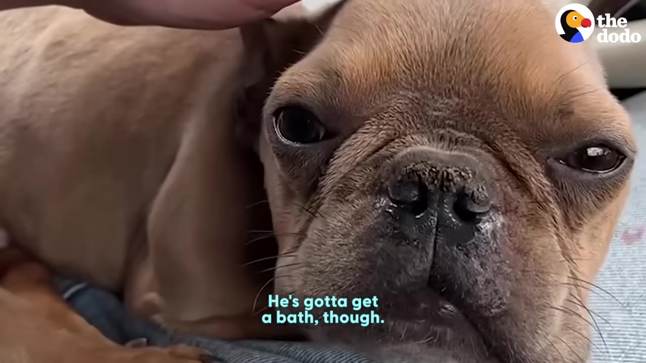 A close-up of a small brown French bulldog being gently petted on the head, with text on screen reading 'He's gotta get a bath, though.'