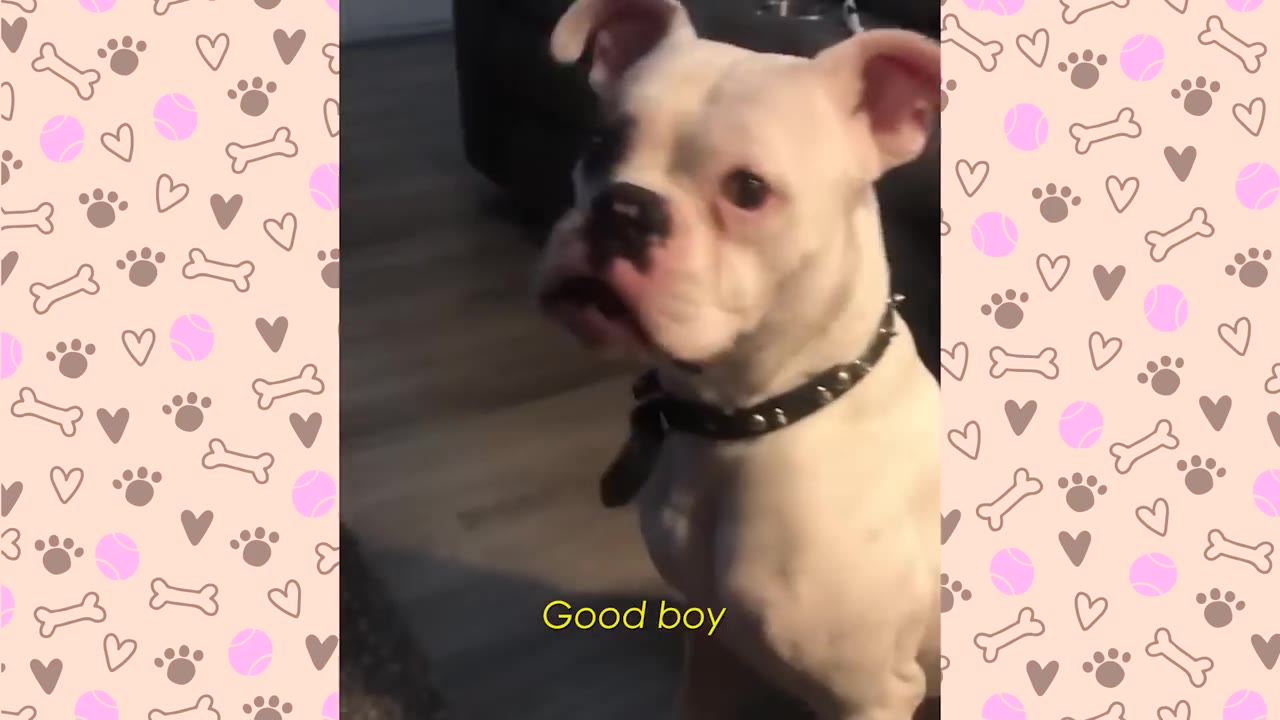 A close-up of a white dog with a black collar looking attentively, with the text 'Good boy' displayed on the screen.