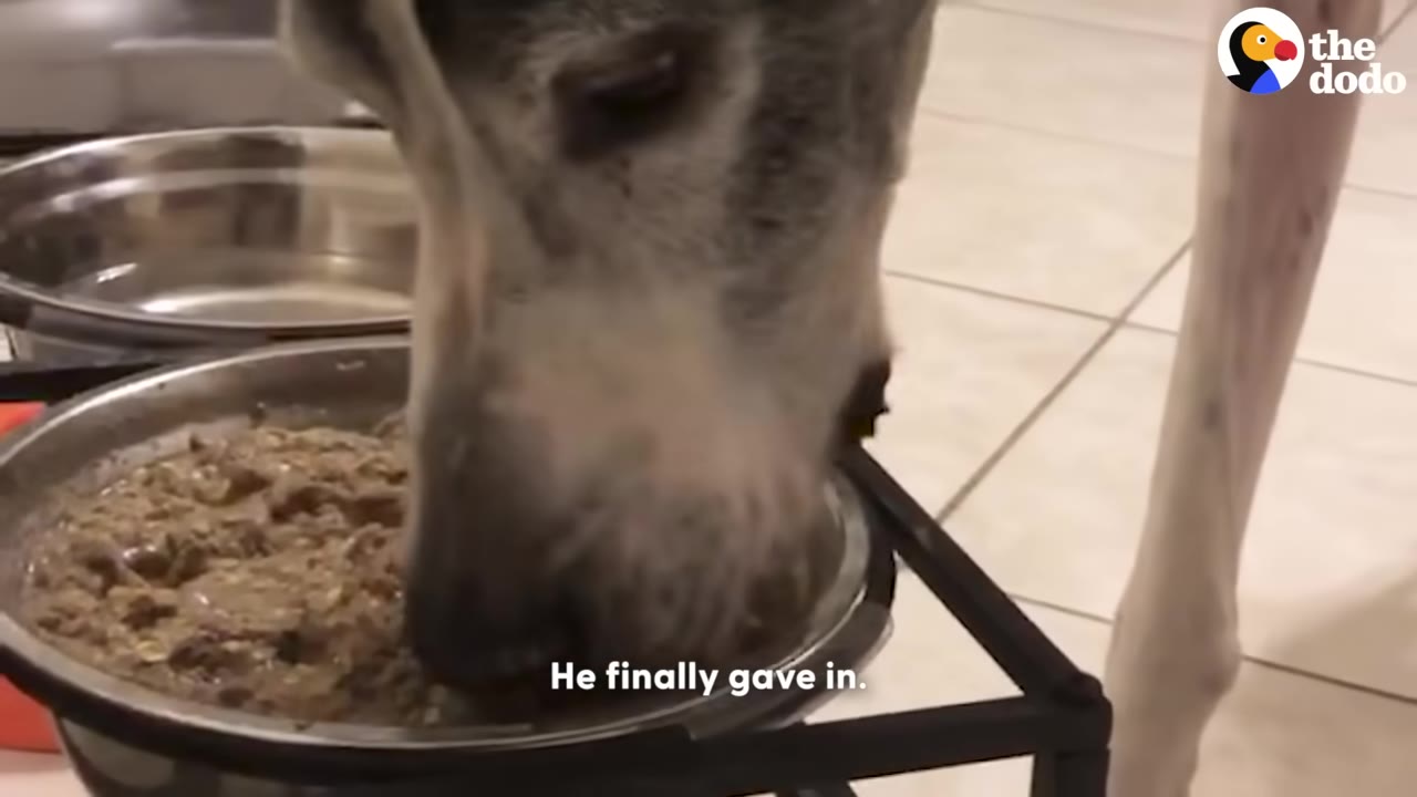A close-up of a large dog eating food from a metal bowl on a stand.