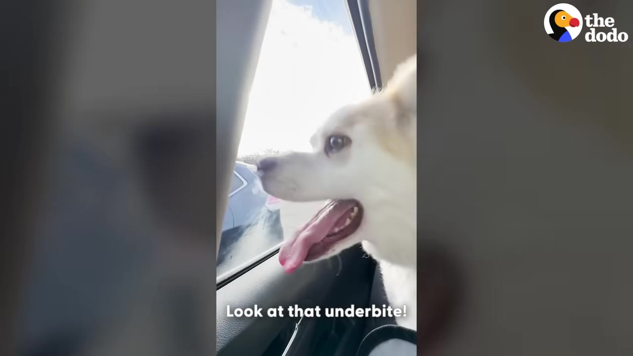 A white dog with its tongue out looks out of an open car window.