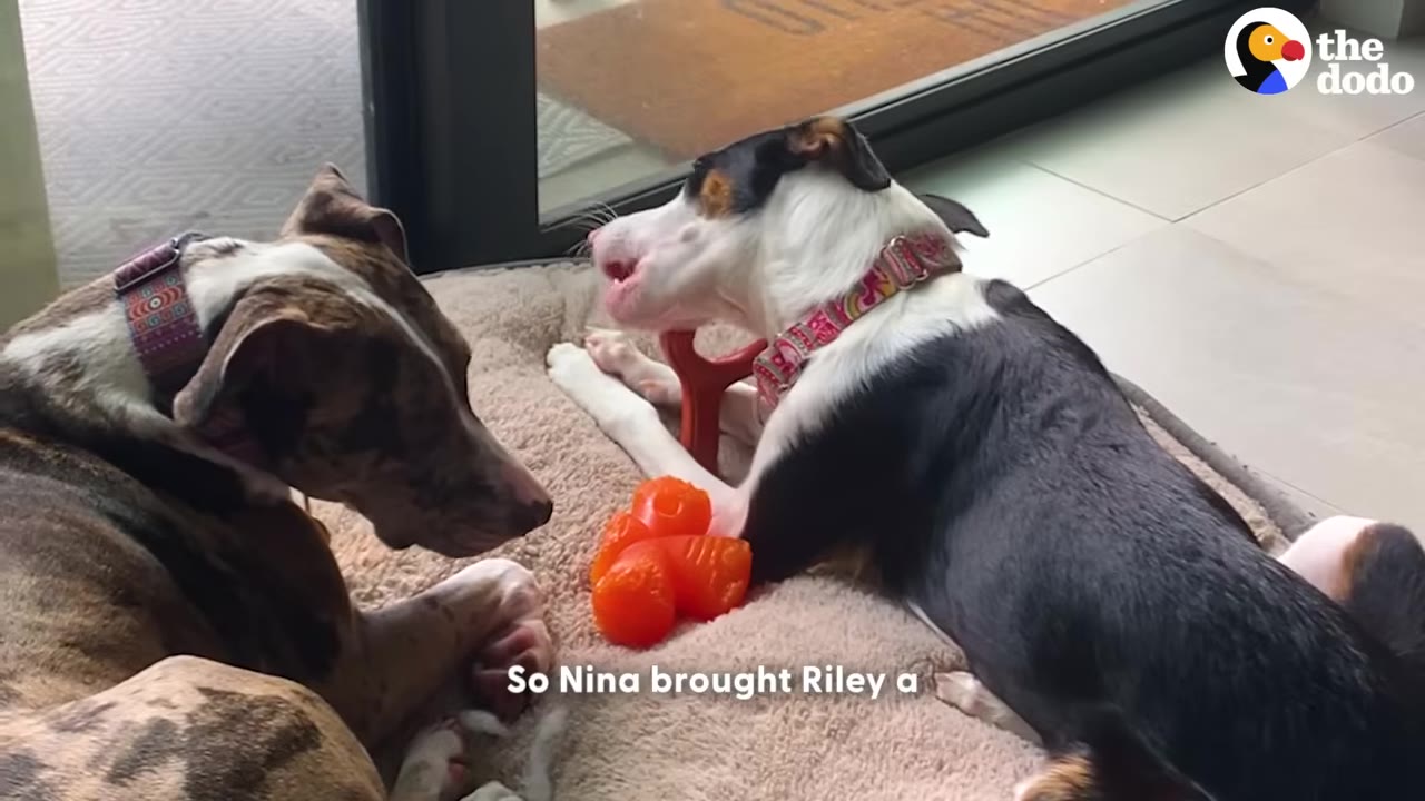 Two dogs lying close together on a dog bed, with one dog chewing on a toy while the other watches.