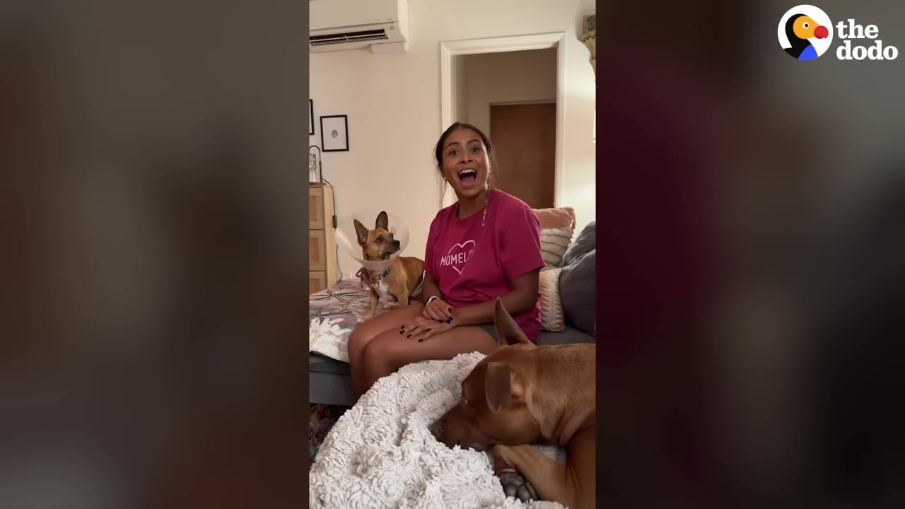 A woman in a pink t-shirt sits on a couch smiling next to a small brown dog wearing a plastic cone collar in a living room.