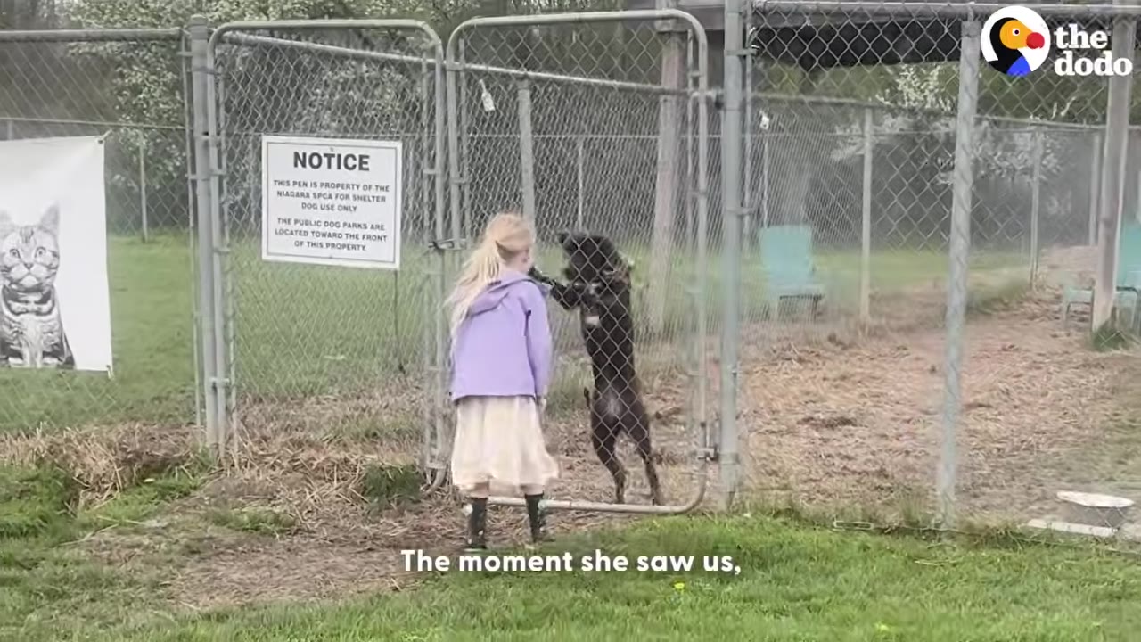 A young girl in a purple jacket stands outside a chain-link fence at the Niagara SPCA, looking at a black dog that is jumping up against the gate to greet her.