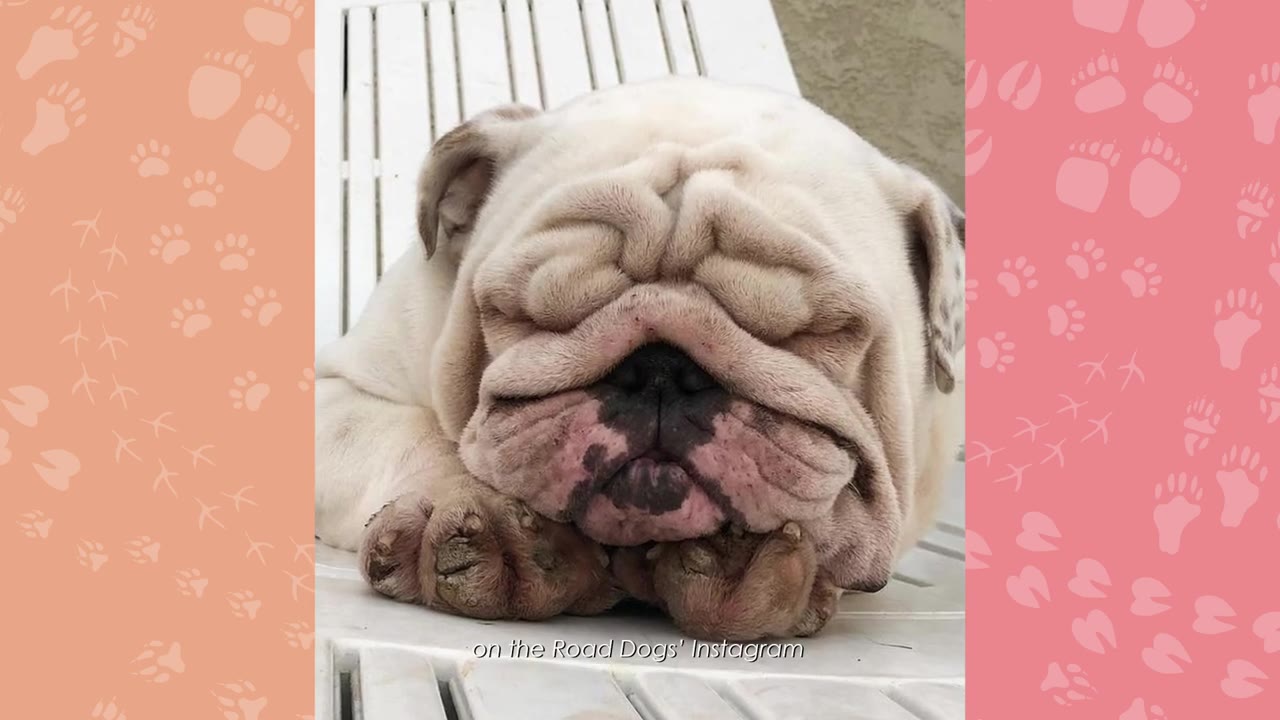 A close-up shot of a white English Bulldog with a very wrinkled face sleeping with its head resting on its paws.