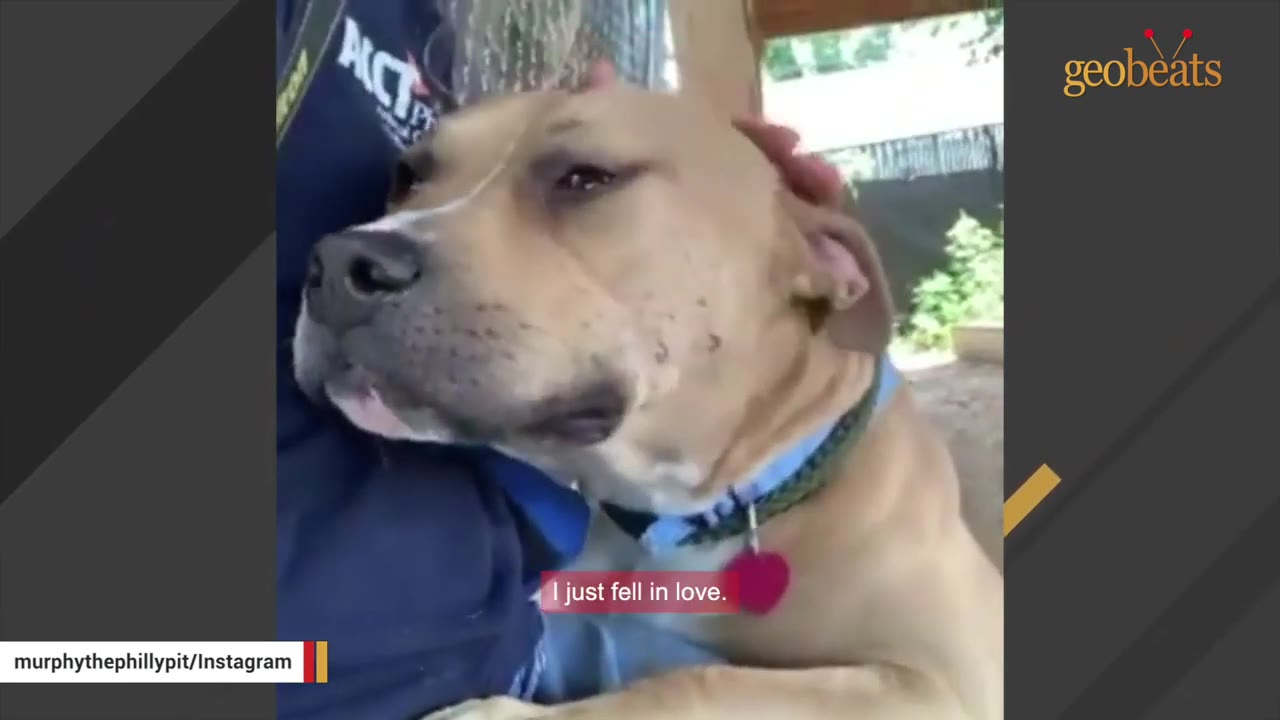 A tan dog with a blue collar and a red heart tag is being gently petted on the head while leaning against a person wearing a dark blue shirt.