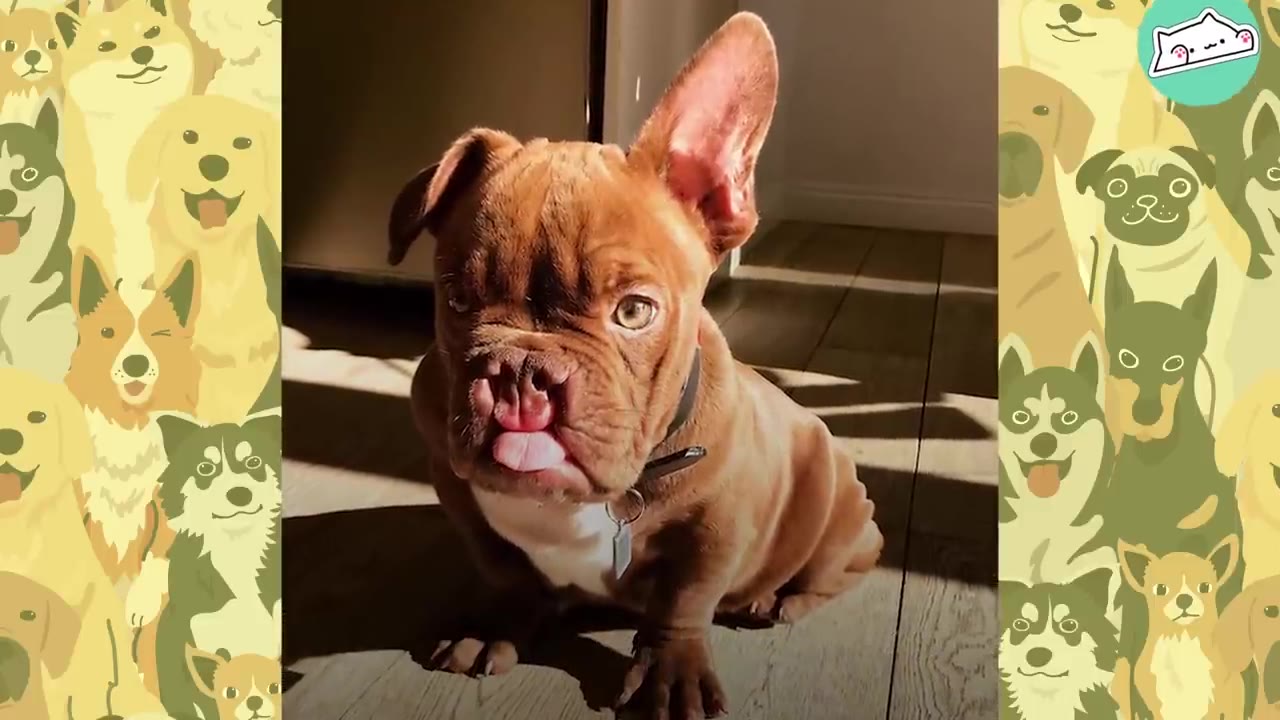 A brown puppy with a cleft palate and one upright ear sitting on a wooden floor in a patch of sunlight.