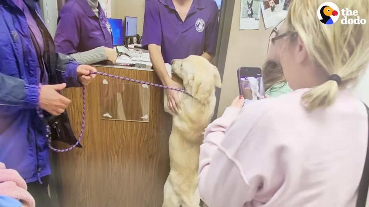 A light-colored dog stands on its hind legs against a wooden reception desk, while a woman in a pink sweatshirt takes a photo of it with her smartphone.