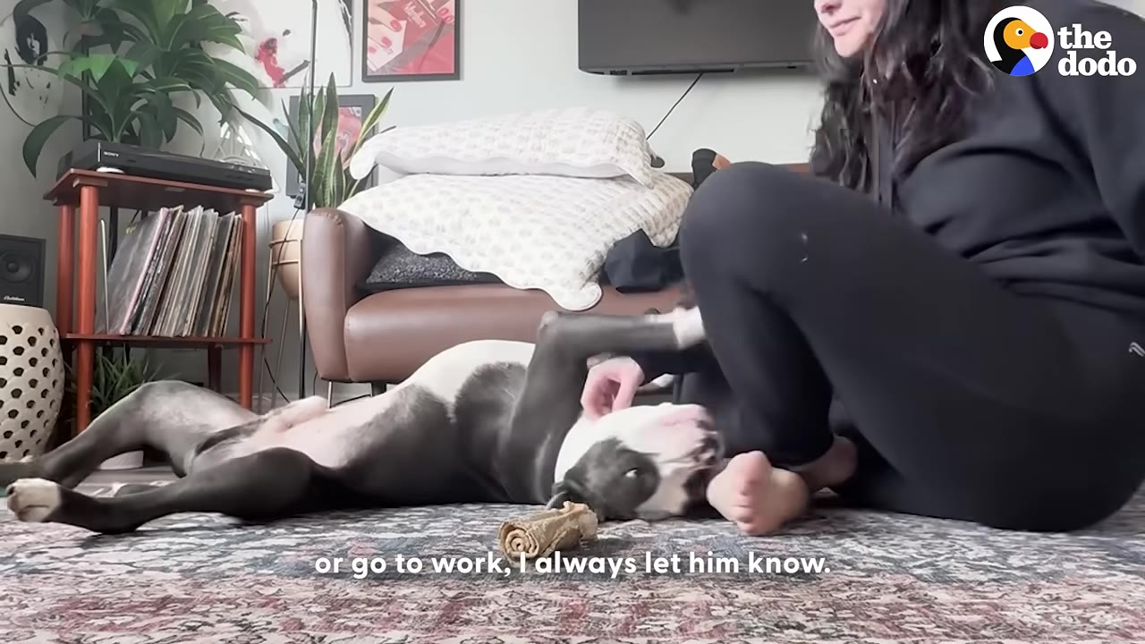 A grey and white dog lies on its back on a patterned rug while a woman sits beside him and gently pets his head.