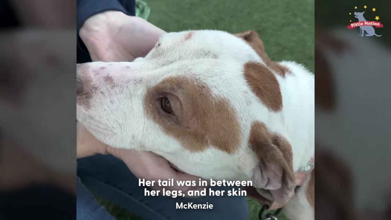 A close-up of a person's hands gently cradling the head of a brown and white dog with sad eyes.
