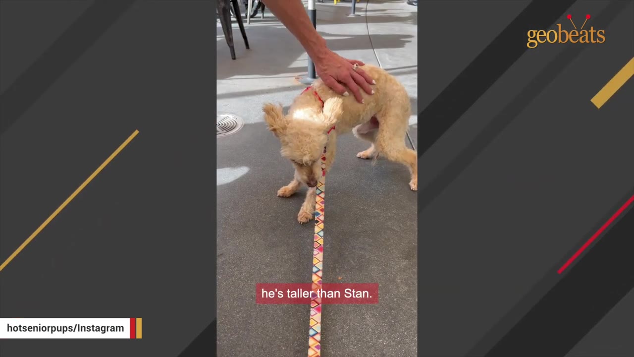 A person's hand gently pets a small, light-brown dog on a leash during their first meeting outdoors.