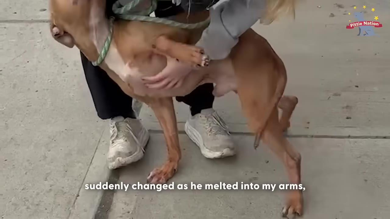 A tan dog leans its body completely into a person's arms as they crouch on a sidewalk to hug and support it.