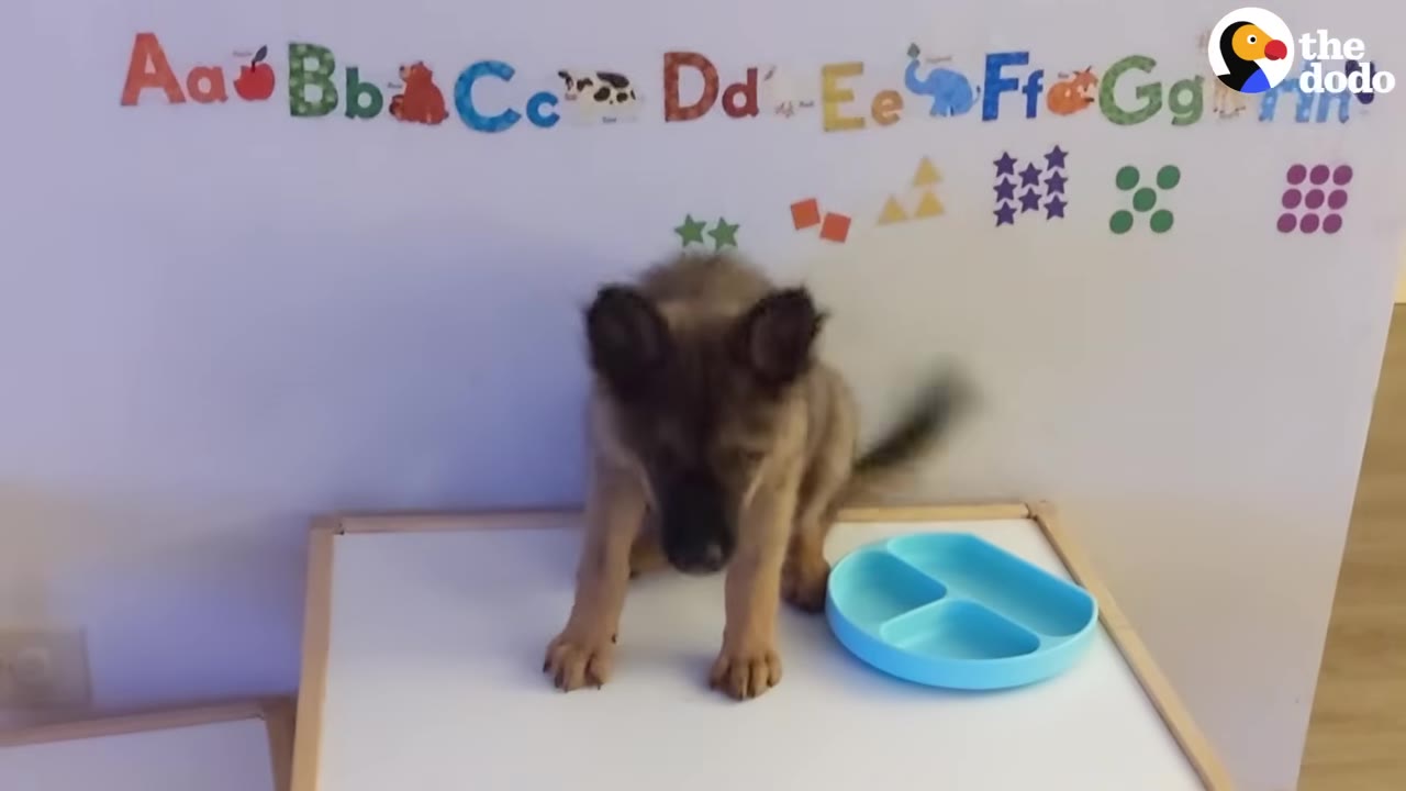 A small brown and black puppy stands on a white table next to a blue divided dish, with colorful alphabet letters on the wall behind it.