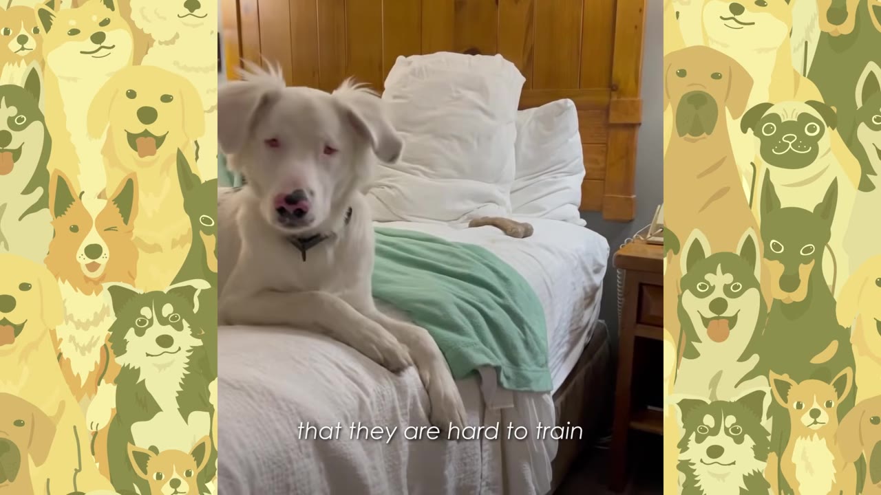 A white dog with pink eyes and nose lies on a bed with a green blanket, looking towards the camera.