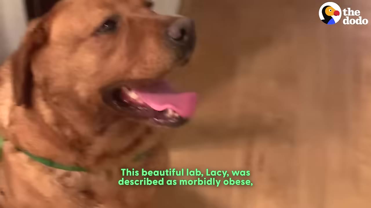 A close-up shot of a large, reddish-brown Labrador Retriever named Lacy looking to the side with her mouth open.