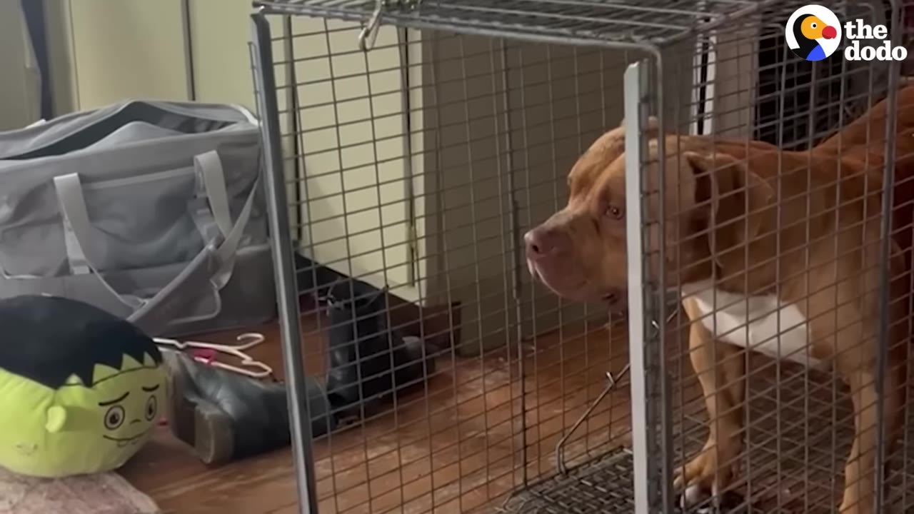 A brown and white dog stands inside a wire cage trap, looking out with a concerned expression.