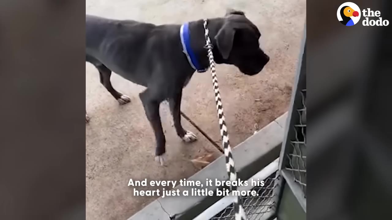 A grey dog on a leash stands outside a metal gate, looking towards the entrance.