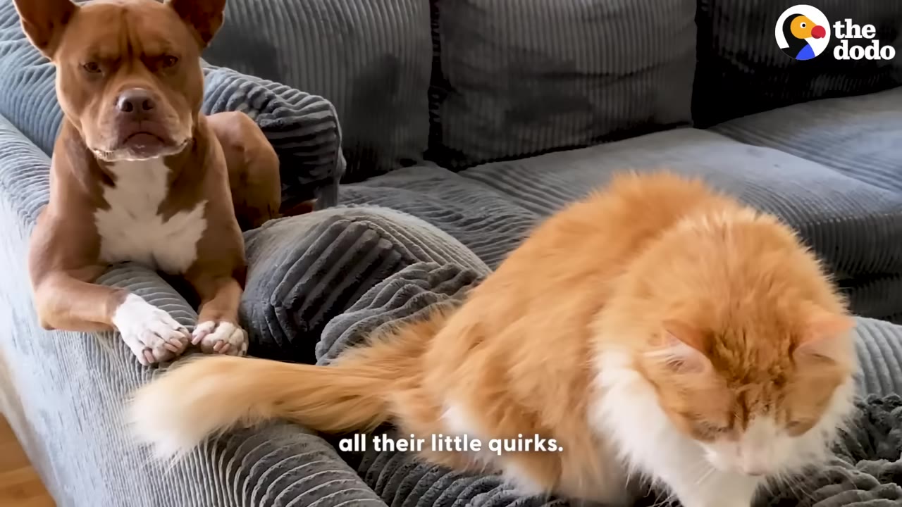 A brown and white dog sits on a grey corduroy couch looking at the camera, while a fluffy orange and white cat sits next to him.