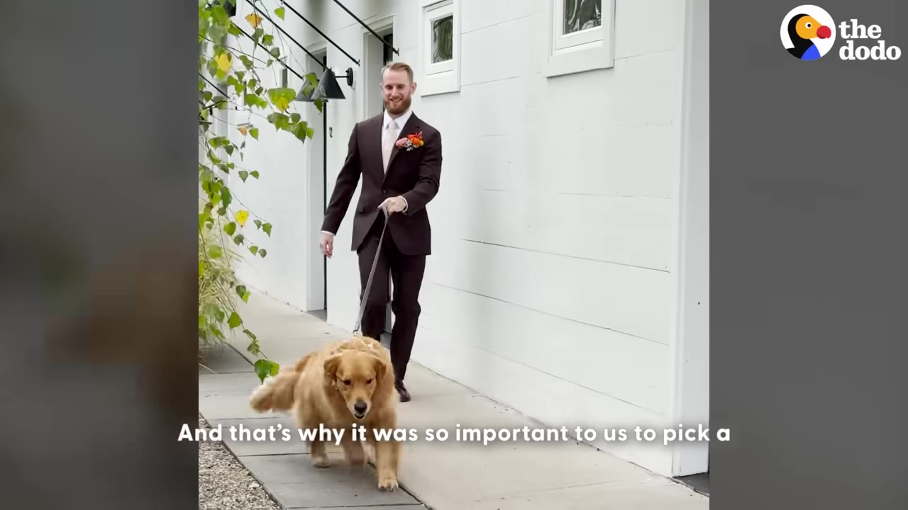 A man in a brown suit walks a golden retriever on a leash along a sidewalk next to a white building.