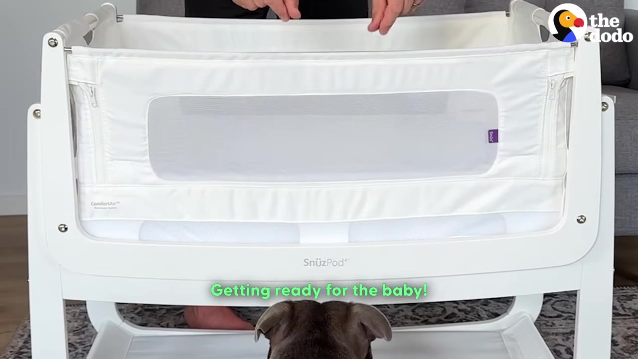 A grey Staffordshire Bull Terrier looks up at a white SnüzPod bassinet being set up by its owners.
