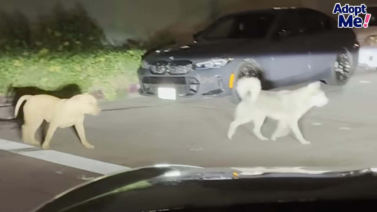 A tan pit bull and a fluffy white dog walk together on a paved street at night in front of a parked dark sedan.