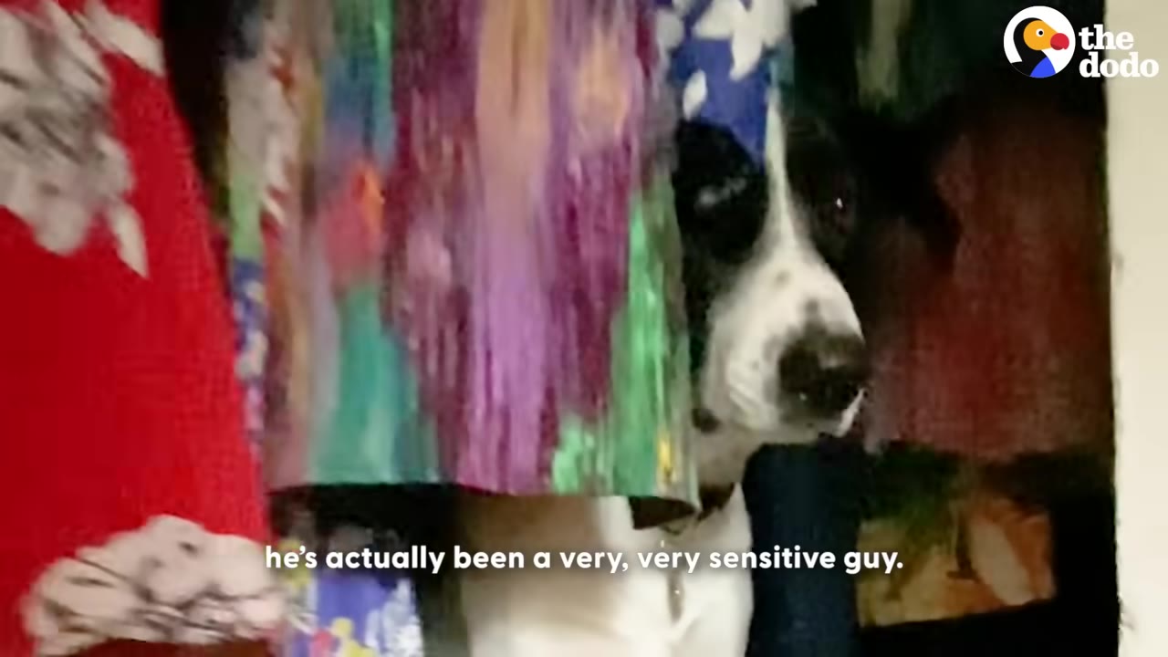 A black and white dog peeks out from behind colorful hanging clothes in a closet with a sad expression.