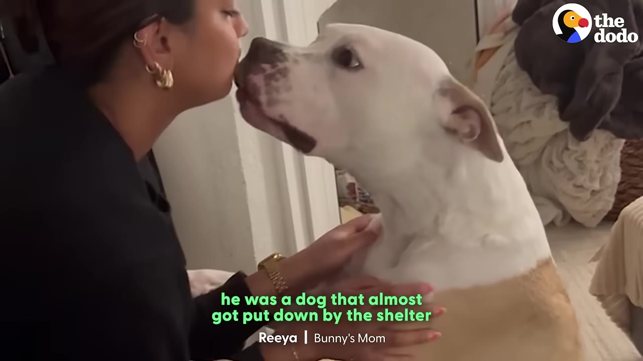 A close-up shot of a woman kissing a white and tan pit bull-mix dog named Bunny on the snout, with text on screen reading 'he was a dog that almost got put down by the shelter'.
