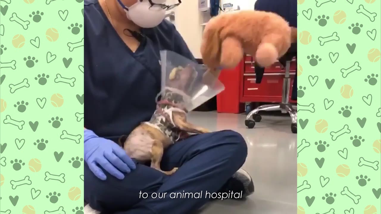 A veterinary worker wearing blue scrubs, a face mask, and blue gloves holds a small puppy wearing a plastic cone collar in an animal hospital setting.