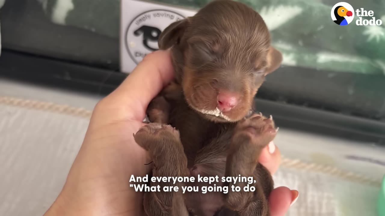 A close-up shot of a tiny, newborn brown puppy with closed eyes being gently cradled in a person's hand.