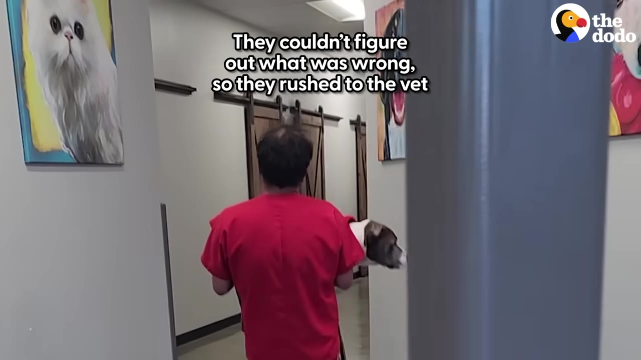 A person in red scrubs carrying a dog down a hallway lined with animal portraits.
