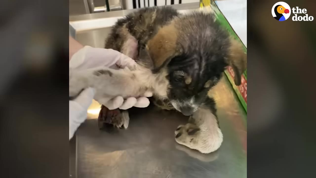 A small, scruffy puppy with dark and tan fur is examined on a metal veterinary table by a person wearing white gloves.