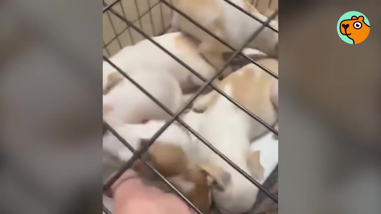 A hand reaches through the metal bars of a cage containing several small white and brown puppies.