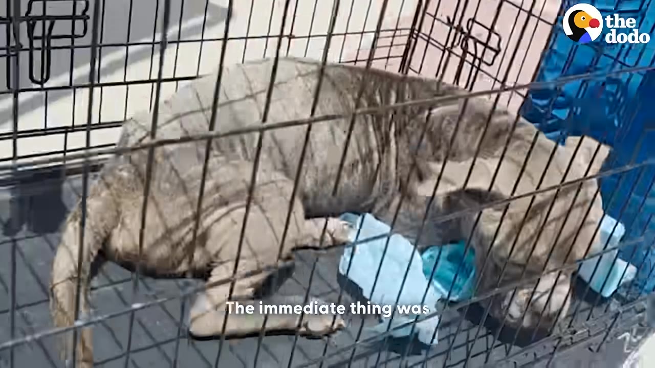 An emaciated, greyish-brown dog with severe skin issues lies inside a black wire crate on top of blue pads.