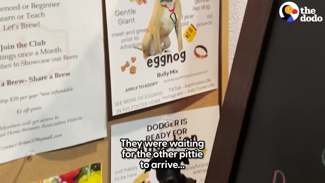 A bulletin board with adoption flyers, one featuring a dog named Eggnog and another below it mentioning Dodger.